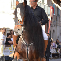 Vendita cavalli sportivi di tutte le razze