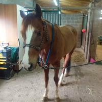 Cavallo castrone da barrel e pole