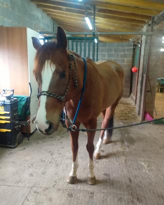 Cavallo castrone da barrel e pole