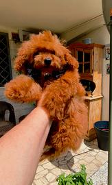 Barboncino Toy Red maschio pedigree Enci
