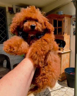 Barboncino Toy Red maschio pedigree Enci