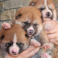 Akita Inu con pedigree ENCI