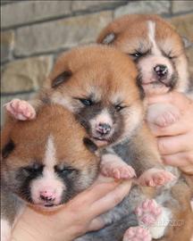 Akita Inu con pedigree ENCI