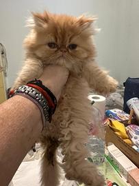 Cucciolo di persiano