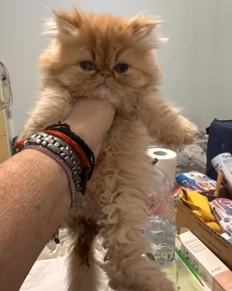 Cucciolo di persiano