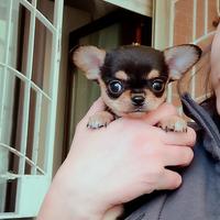 Chihuahua pedigree ENCI