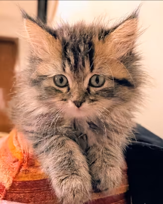 Splendidi gattini persiani tigrati