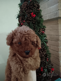 Barboncina minitoy red 3 mesi