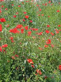 Appartamento con balcone, arredato comodo negozi