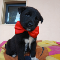 Maschio cucciolo 45 giorni