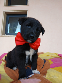 Maschio cucciolo 45 giorni