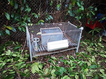 gabbia per conigli