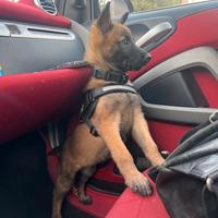 Malinois Pastore Belga Cucciola