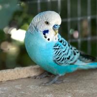 Cocorite allevate a mano