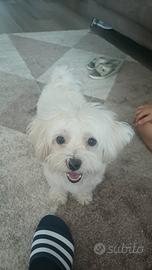 Maltese per monta