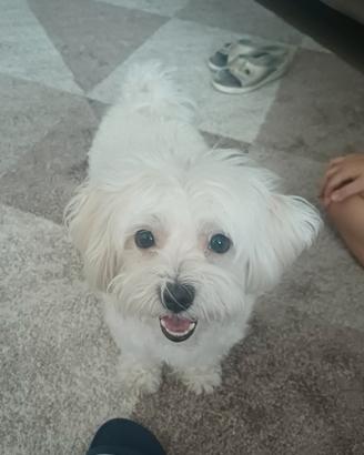 Maltese per monta