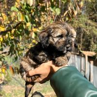 Cucciola maltipoo femmina