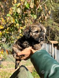 Cucciola maltipoo femmina