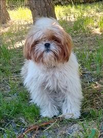 Shih-tzu