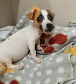 Cuccioli di jack russell