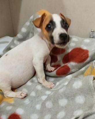 Cuccioli di jack russell