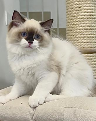 Meraviglioso cucciolo Ragdoll, pedigree