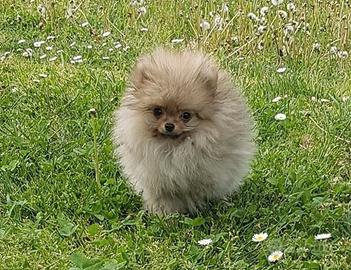 Cuccioli di spitz nano (pomerania) con pedigree