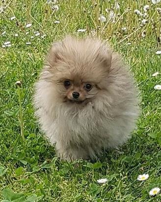 Cuccioli di spitz nano (pomerania) con pedigree