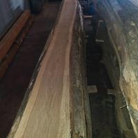 Tavole / assi di rovere