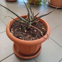 Pianta Aloe