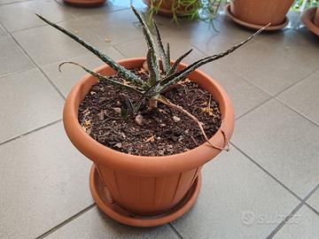 Pianta Aloe
