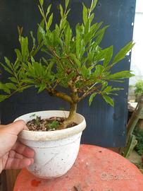 bonsai