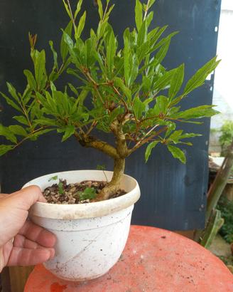 bonsai