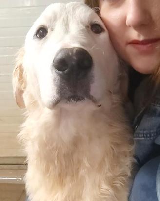 Cane taglia medio grande