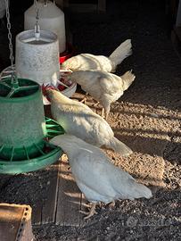 Galline livornesi