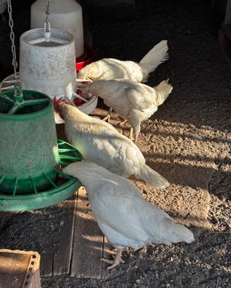 Galline livornesi