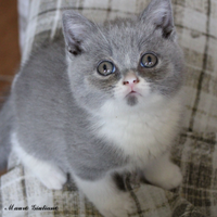 BRITISH Shorthair cucciolo