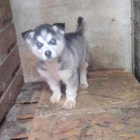 Husky siberian ORIGINALE