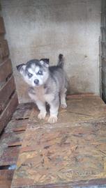 Husky siberian ORIGINALE