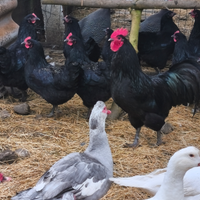 Gallo e due galline australorp