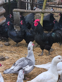 Gallo e due galline australorp