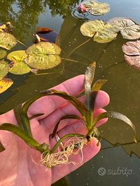 Vallisneria gigantea