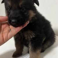 Disponibilii ultimi cuccioli