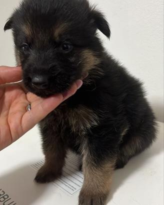 Disponibilii ultimi cuccioli
