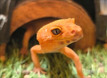 Geco leopardino