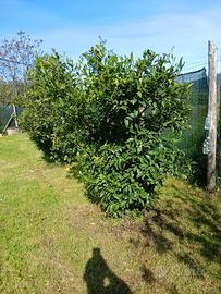 Rustico con oliveto e progetto