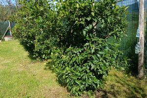 Rustico con oliveto e progetto