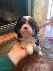 Cavalier King Charles Spaniel