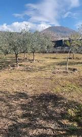 Uliveto produttivo agricolo