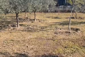 Uliveto produttivo agricolo